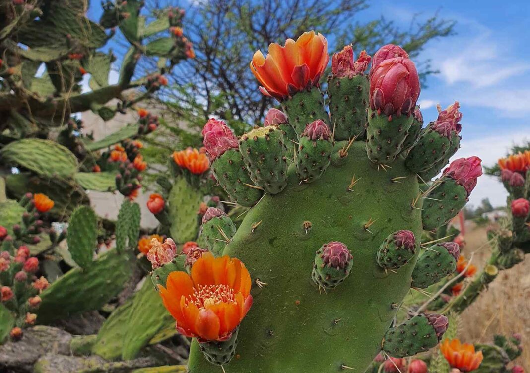 Prickly Pear Seed Oil