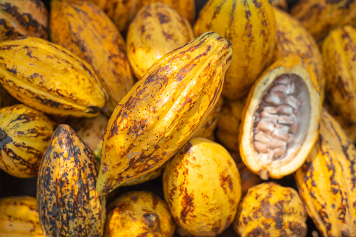 Cacao benefits
