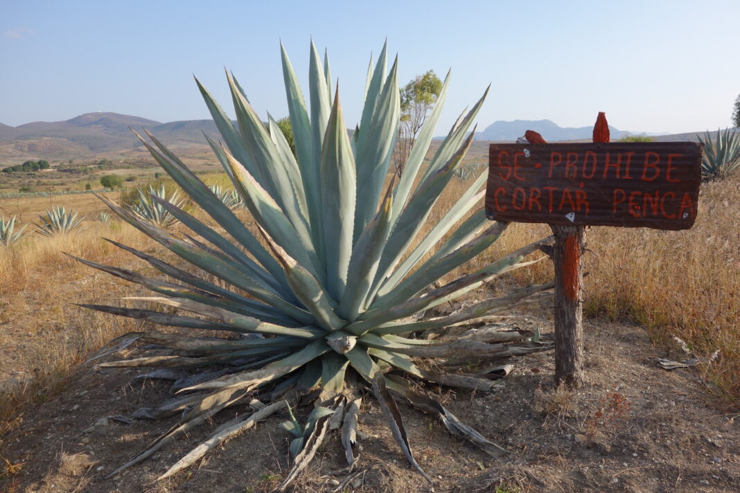 mezcal in Oaxaca