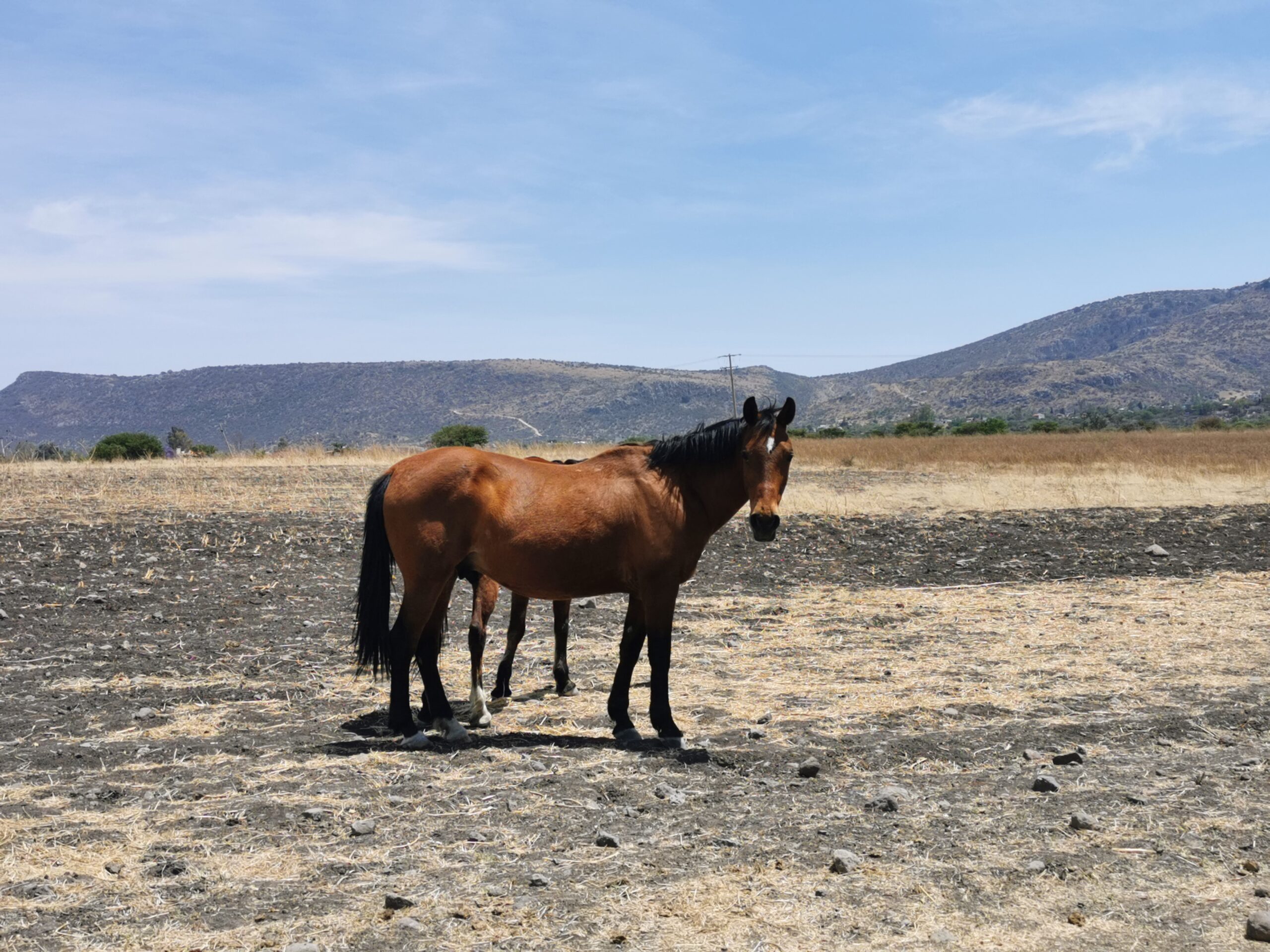 equine therapy san miguel de allende